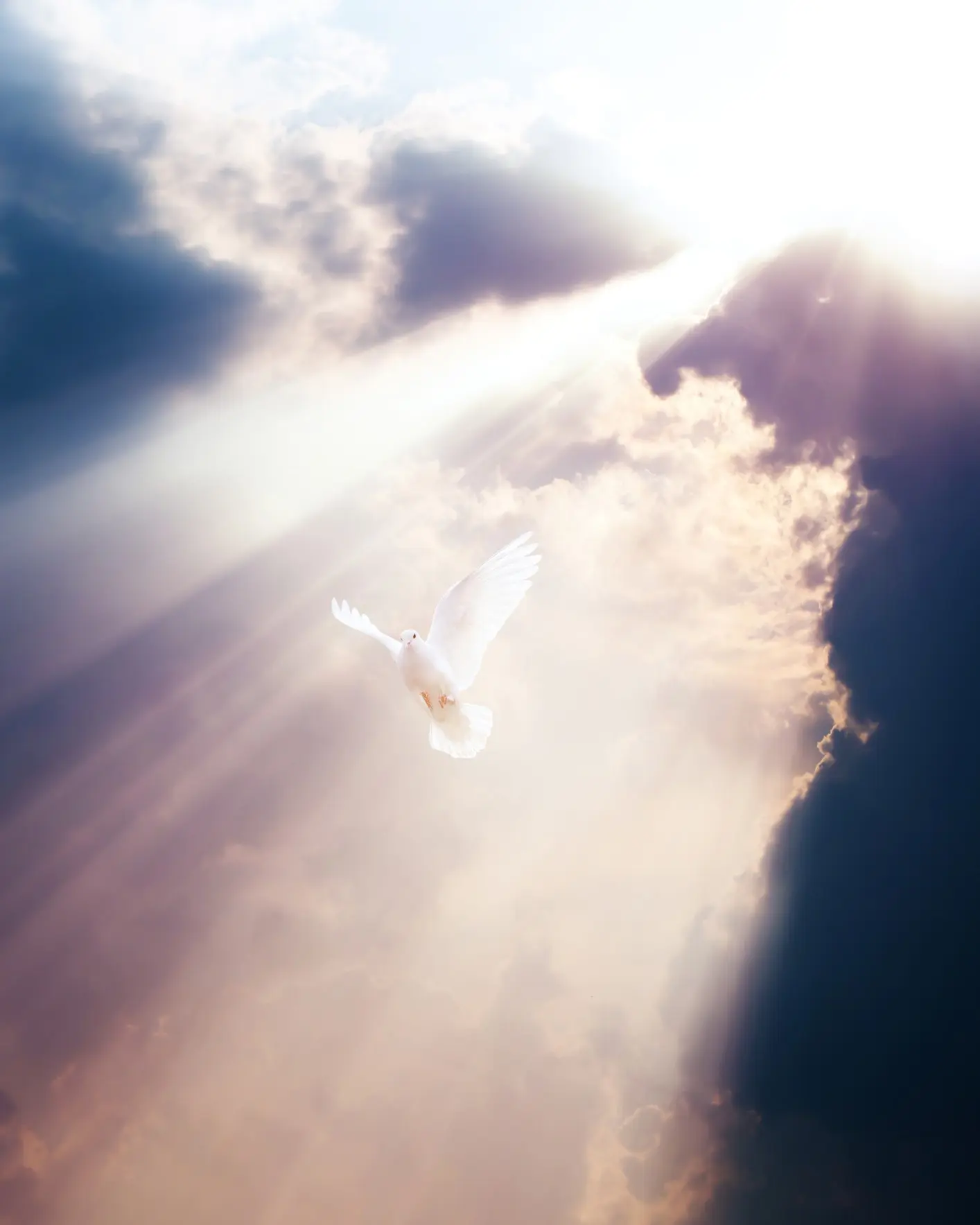 White dove in radiant sky