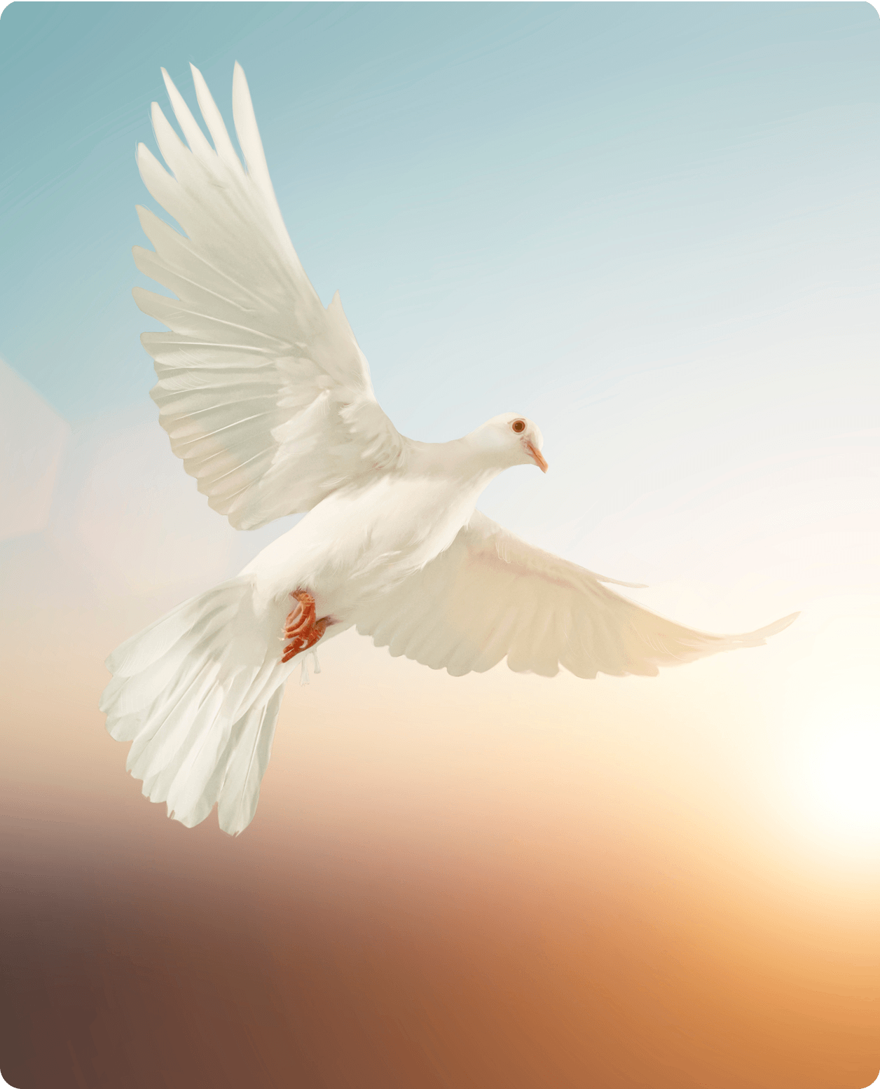 Peaceful dove in flight above horizon