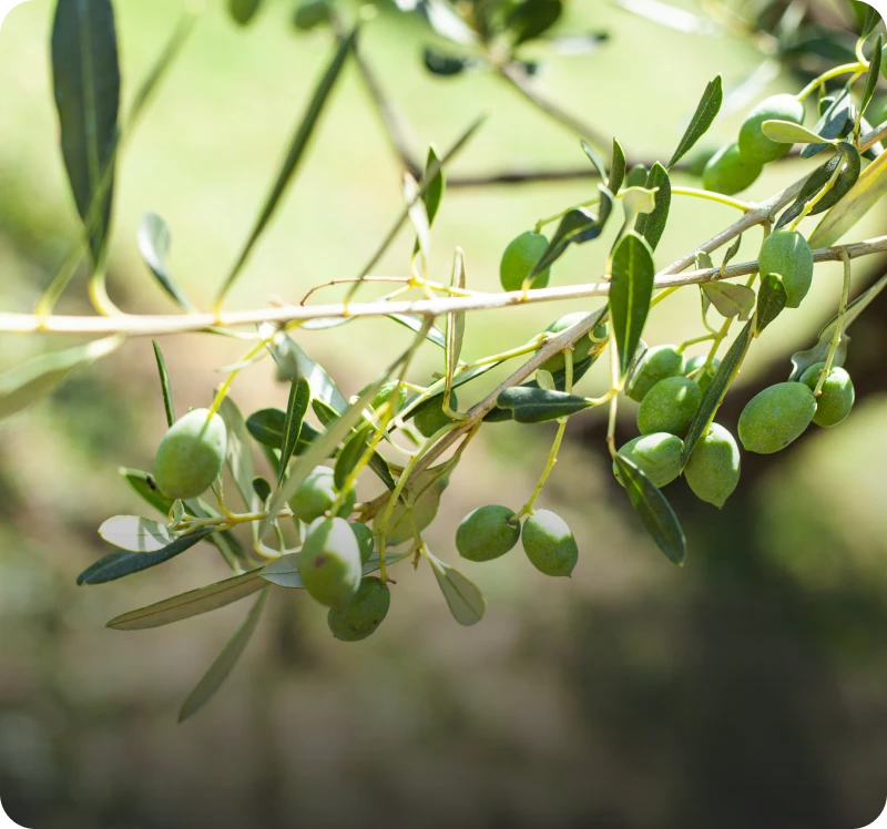 Olive tree branch with green olives